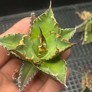 No:218多肉植物アガベ チタノタ 凱撒 シーザー agave titanota caesar 強棘 極上美株 激レア！ 5株の画像8