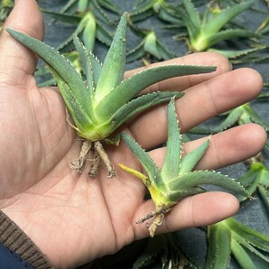 No:126多肉植物アガベ チタノタ 帝君 agave emperor 極上強棘 狂刺 背棘 激レア高級品種 精選中小株 20株の画像4