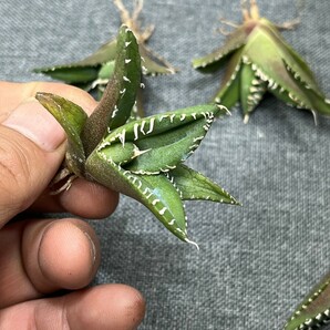 No:233多肉植物 アガベ チタノタ 南アフリカダイヤモンド agave titanota South Africa Diamond SAD 5株の画像5