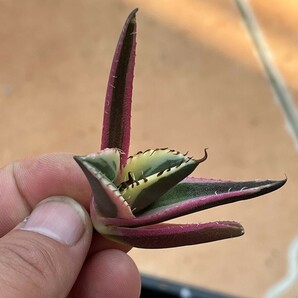 No:344多肉植物アガベチタノタスナグルトゥース優良血統 Agave Titanota の画像3