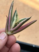 No:345多肉植物アガベチタノタスナグルトゥース優良血統 Agave Titanota _画像1