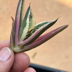 No:345多肉植物アガベチタノタスナグルトゥース優良血統 Agave Titanota の画像1