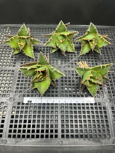 No:224多肉植物アガベ チタノタ 凱撒 シーザー agave titanota caesar 強棘 極上美株 激レア！ 5株