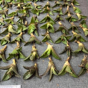 No:279多肉植物アガベ チタノタ 凱撒 シーザー agave titanota caesar 中小株 100株の画像3