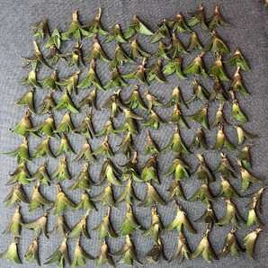 No:279多肉植物アガベ チタノタ 凱撒 シーザー agave titanota caesar 中小株 100株の画像1