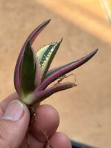 No:347多肉植物アガベチタノタスナグルトゥース優良血統 Agave Titanota _画像1