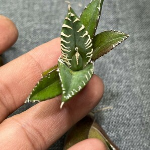 No:239多肉植物アガベ チタノタ 南アフリカダイヤモンド agave titanota South Africa Diamond SAD 5株の画像7