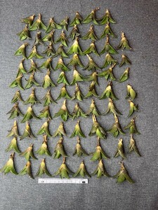 No:278多肉植物アガベ チタノタ 凱撒 シーザー agave titanota caesar 中小株 70株