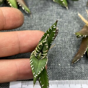 No:242多肉植物アガベ チタノタ 南アフリカダイヤモンド agave titanota South Africa Diamond SAD 5株の画像4