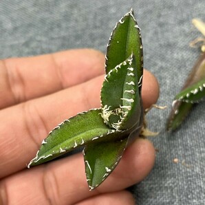 No:242多肉植物アガベ チタノタ 南アフリカダイヤモンド agave titanota South Africa Diamond SAD 5株の画像7