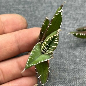 No:242多肉植物アガベ チタノタ 南アフリカダイヤモンド agave titanota South Africa Diamond SAD 5株の画像8