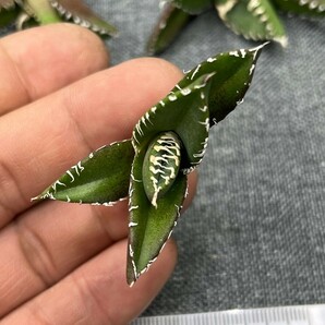 No:242多肉植物アガベ チタノタ 南アフリカダイヤモンド agave titanota South Africa Diamond SAD 5株の画像5