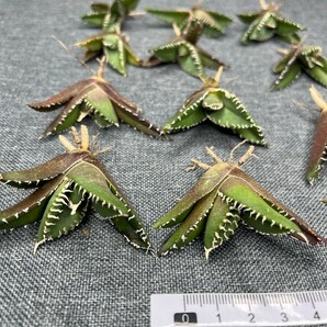 No:244 多肉植物アガベ チタノタ 南アフリカダイヤモンド agave titanota South Africa Diamond SAD 15株の画像2