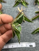 No:244 多肉植物アガベ チタノタ　南アフリカダイヤモンド agave titanota South Africa Diamond SAD 15株_画像7