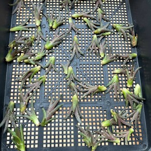 No:367 多肉植物 アガベ チタノタ 雪峰 鬼爪 子株 agave titanota snow peak！ 50株の画像2