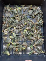 No:365 多肉植物 アガベ チタノタ 雪峰 鬼爪 子株 agave titanota snow peak！ 100株_画像1