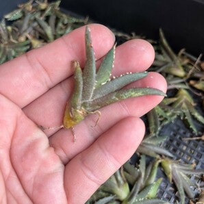 No:365 多肉植物 アガベ チタノタ 雪峰 鬼爪 子株 agave titanota snow peak！ 100株の画像5