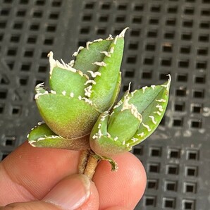 No:387多肉植物アガベ チタノタ 南アフリカダイヤモンド agave titanota South Africa Diamond SAD 双頭の画像1