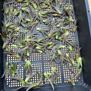 No:368多肉植物 アガベ チタノタ 雪峰 鬼爪 子株 agave titanota snow peak！ 100株の画像1