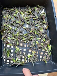 No:368多肉植物 アガベ チタノタ 雪峰 鬼爪 子株 agave titanota snow peak！ 100株