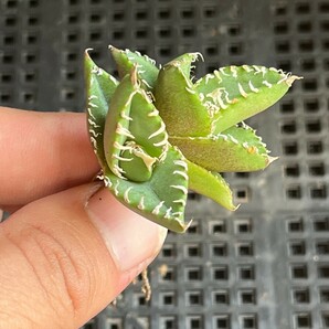 No:389多肉植物アガベ チタノタ 南アフリカダイヤモンド agave titanota South Africa Diamond SAD 雙頭の画像3