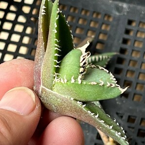 No:327多肉植物アガベ チタノタ 南アフリカダイヤモンド agave titanota South Africa Diamond SAD 10株の画像5