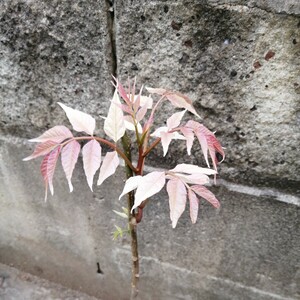 香椿　紅油香椿　チャンチンフラミンゴ　 植物苗木