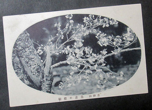 M51【古絵葉書】吉野山　最古の櫻樹　（奈良縣/桜花）　明治大正頃