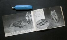 KB304A【戦前】動物生態写真帖　昭和八年　科学知識四月号特輯附録　鳥類・爬虫類_画像3