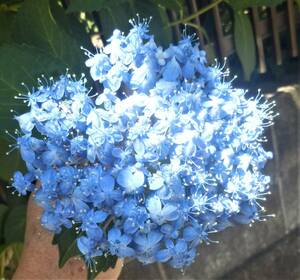  mountain hydrangea seedling 15cm, 1 pcs, image 2. same etc. goods,