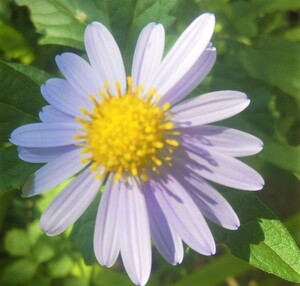 ノコンギク５本　抜き苗　野紺菊　よく増えます。淡い紫