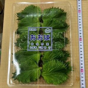 茨城県産 おおば 大葉 100枚