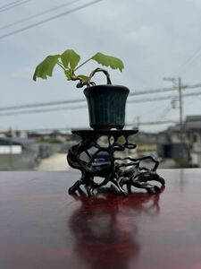 * mini bonsai * bonsai .. ginkgo biloba 