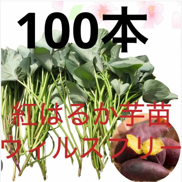 ベニはるか芋苗100本送料込みサツマイモ苗