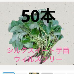 シルクスイート芋苗50本送料込みサツマイモ苗