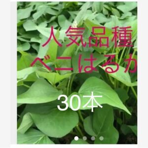 ベニはるか芋苗30本送料込みサツマイモ苗