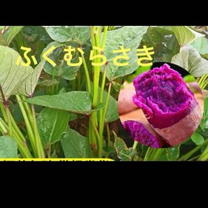 ふくむらさき芋苗15本サツマイモ苗