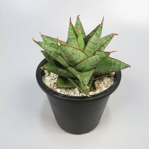 サンセベリア ☆ Sansevieria Snow Lotus ★ サンスベリア