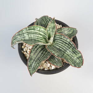 サンセベリア ☆ Sansevieria Cleopatra ★ サンスベリア