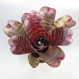 ネオレゲリア ☆ Neoregelia Red Tiger ★ タンクブロメリア