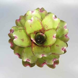 ネオレゲリア ☆ Neoregelia Marble Ma ★ タンクブロメリア