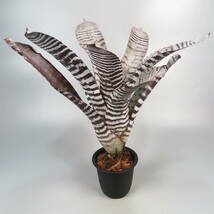 3. エクメア ☆ Aechmea chantinii Black Ice seedling ★ タンクブロメリア_画像5