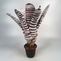 5. エクメア ☆ Aechmea chantinii Black Ice seedling ★ タンクブロメリア_画像3