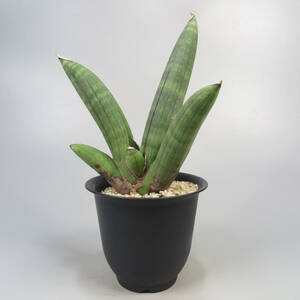 サンセベリア ☆ Sansevieria eilensis ★ サンスベリア