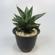 2. サンセベリア ☆ Sansevieria Black Castle ★ サンスベリア_画像1