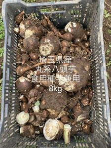 埼玉県産　八つ頭　さといも　減農薬　8Kg 