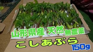 山形県産 天然 無農薬 こしあぶら １５０g