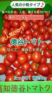 高知県 徳谷トマトフルーツトマト 送料無料 4k