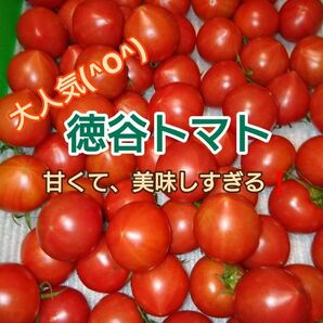高知県 徳谷トマトフルーツトマト 送料無料 4k