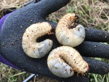 100匹　カブトムシ幼虫　宮城県産_画像2